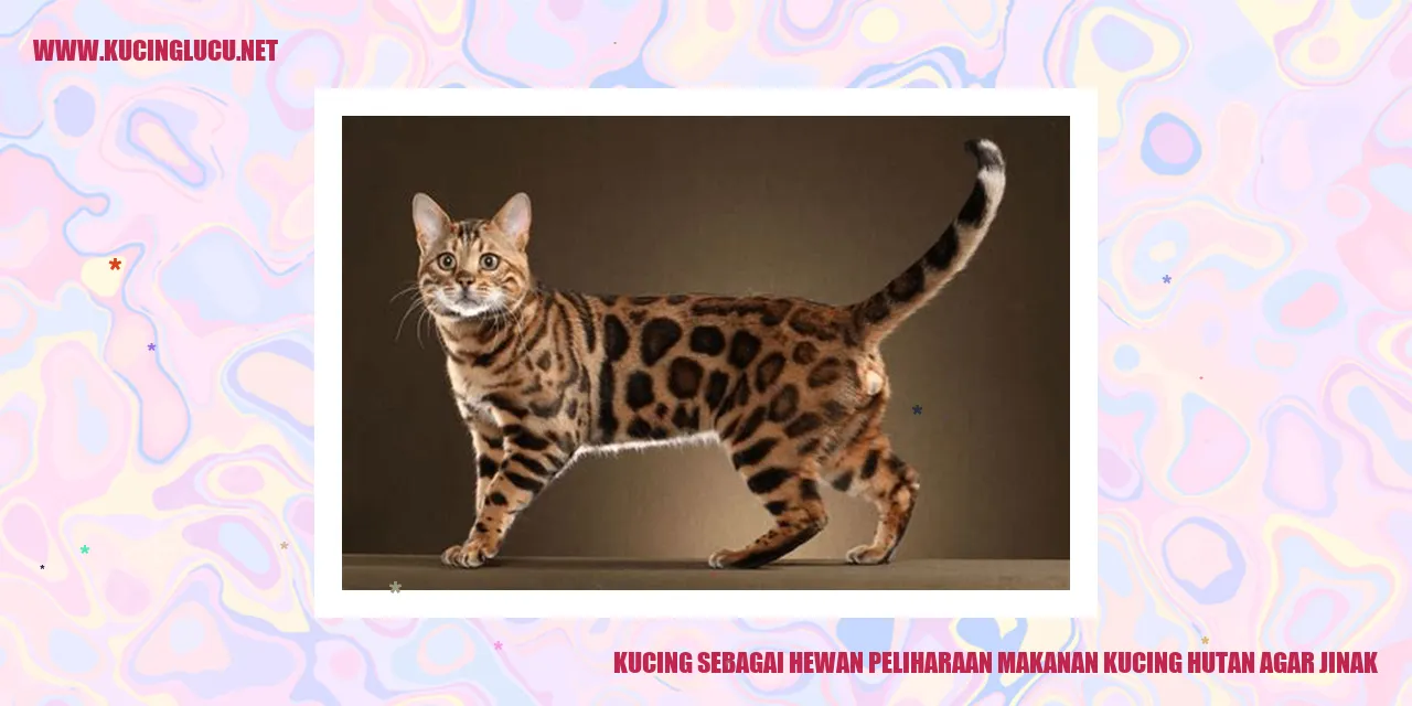 Kucing sebagai Hewan Peliharaan makanan kucing hutan agar jinak