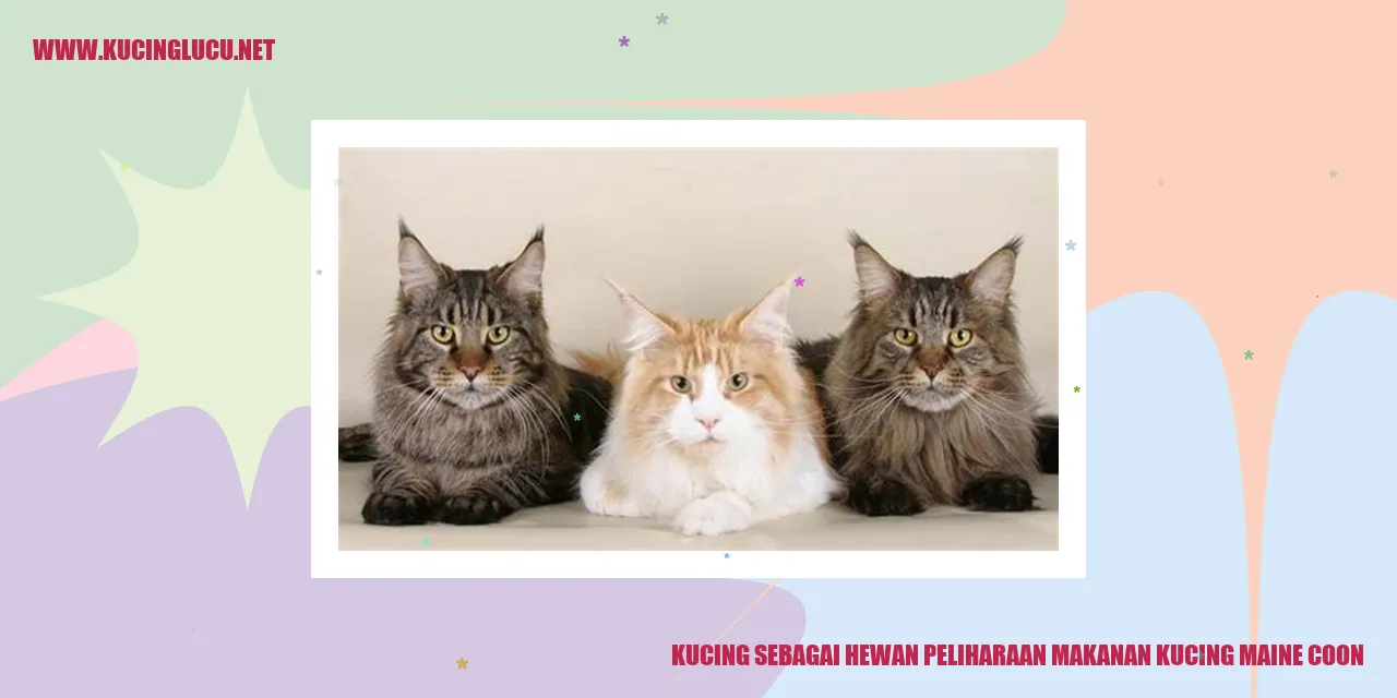 Gambar Kucing Maine Coon
