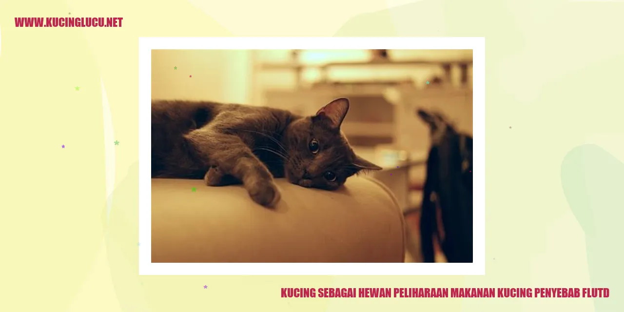 gambar kucing