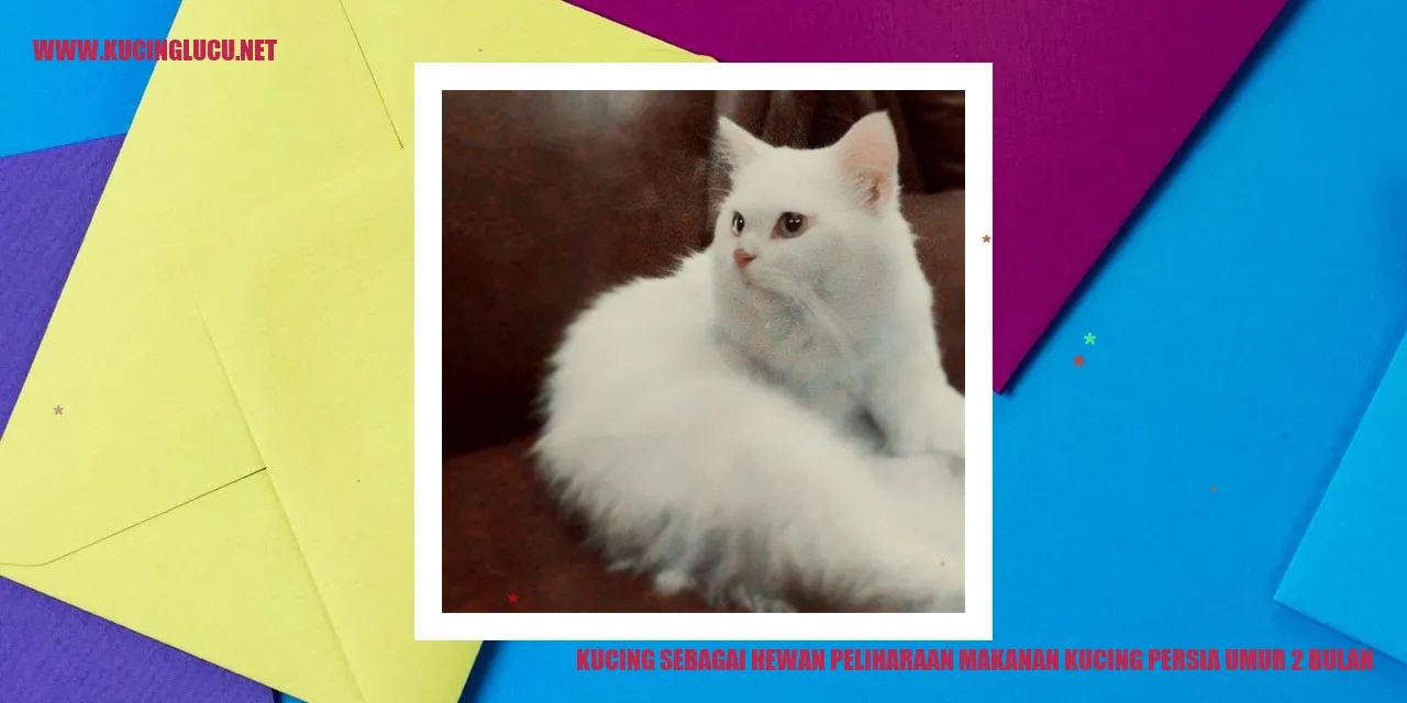 Foto Kucing Persia Umur 2 Bulan