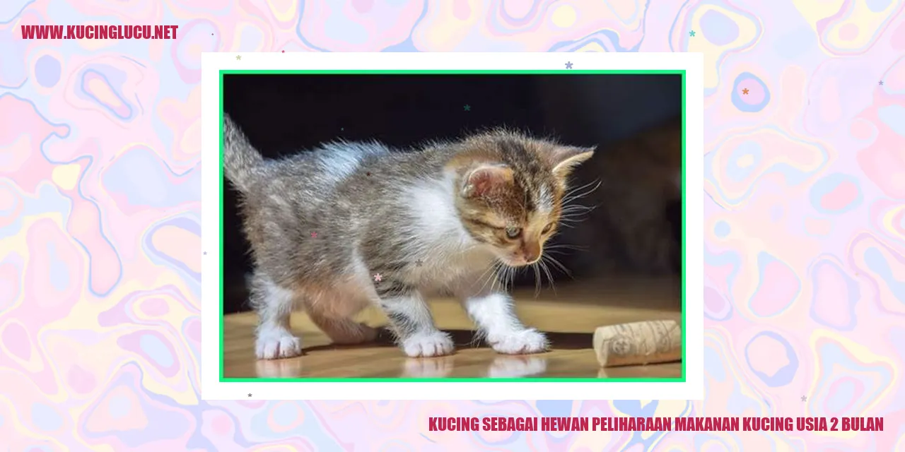 Kucing usia 2 bulan