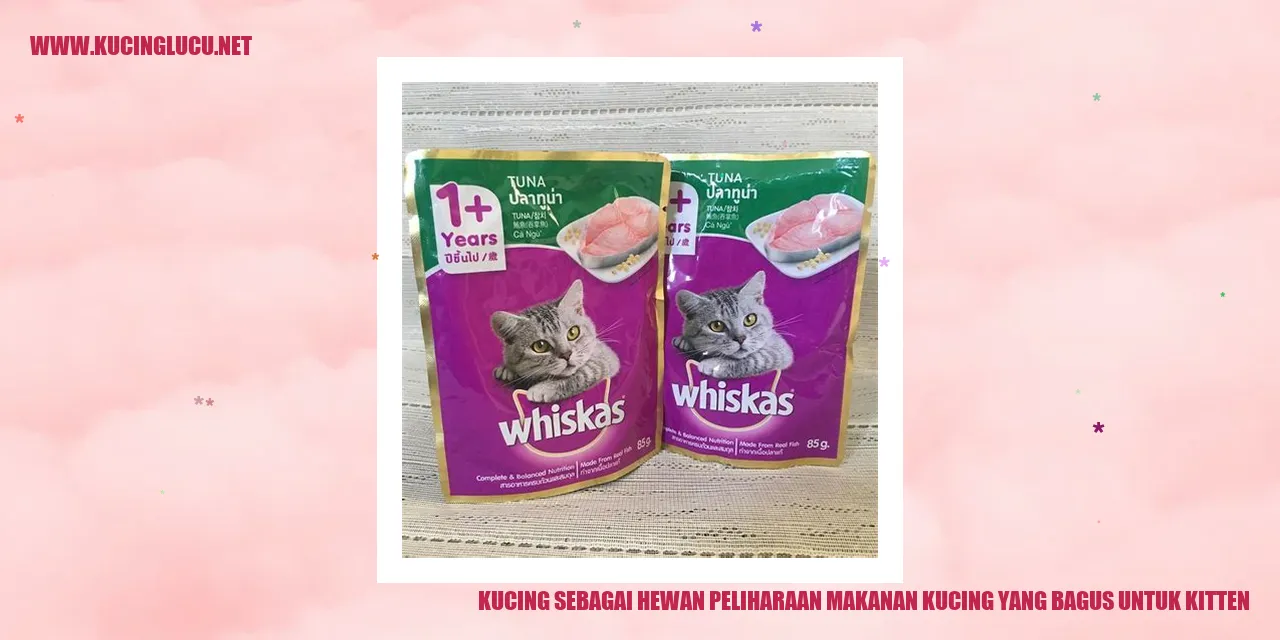 Keceriaan bersama Kucing