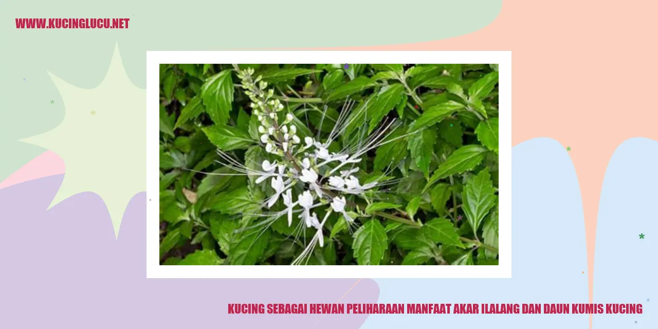 Kucing sebagai Hewan Peliharaan manfaat akar ilalang dan daun kumis kucing