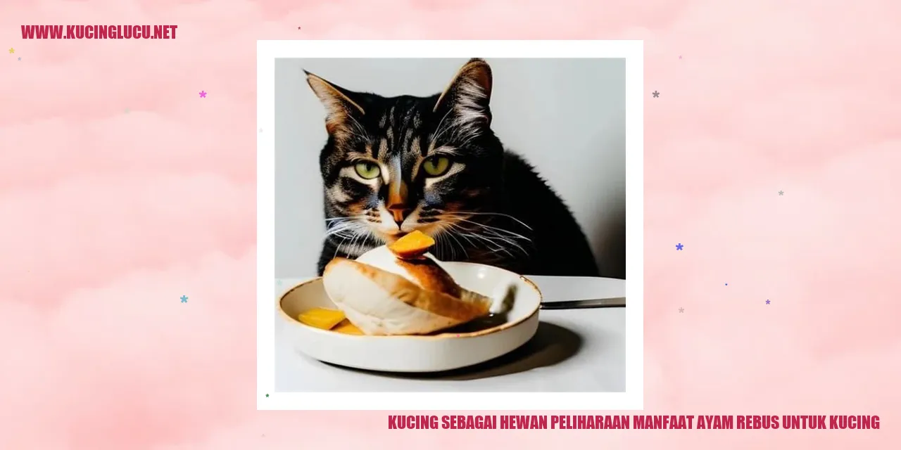 Kucing makan ayam rebus