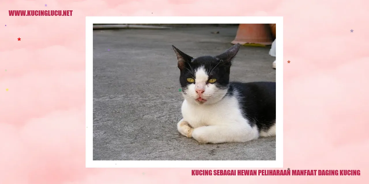 Kucing Sebagai Hewan Peliharaan manfaat daging kucing