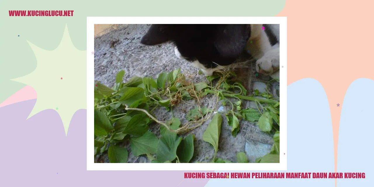 Foto Kucing Bersama Daun Akar Kucing
