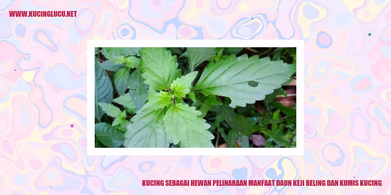 Kucing peliharaan