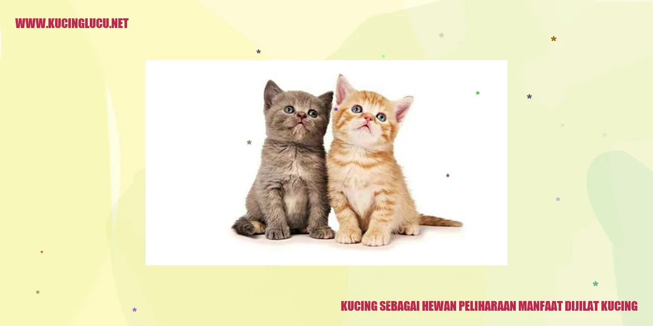 Seekor kucing tengah menjilat dirinya