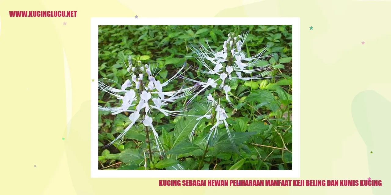 Kucing sebagai Hewan Peliharaan