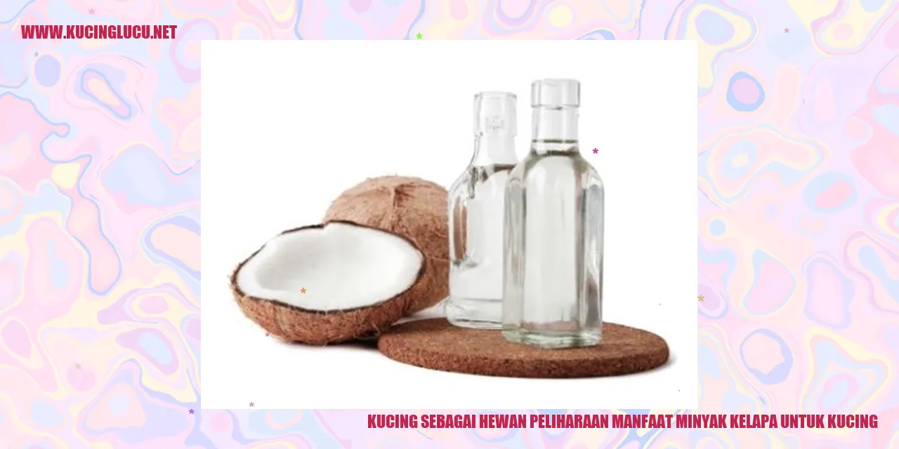 Foto Kucing Menggunakan Minyak Kelapa