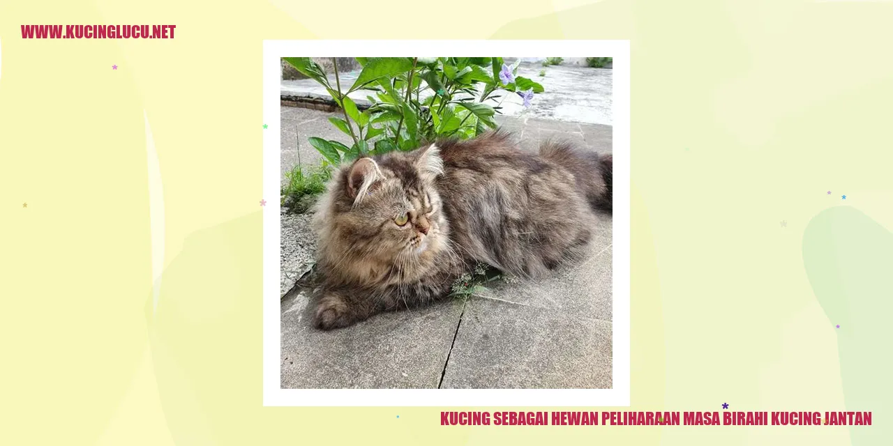 Gambar kucing jantan dan masa birahi
