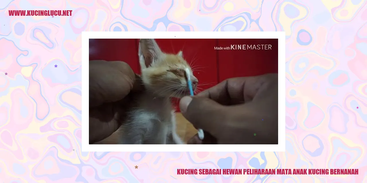 Anak kucing beranah