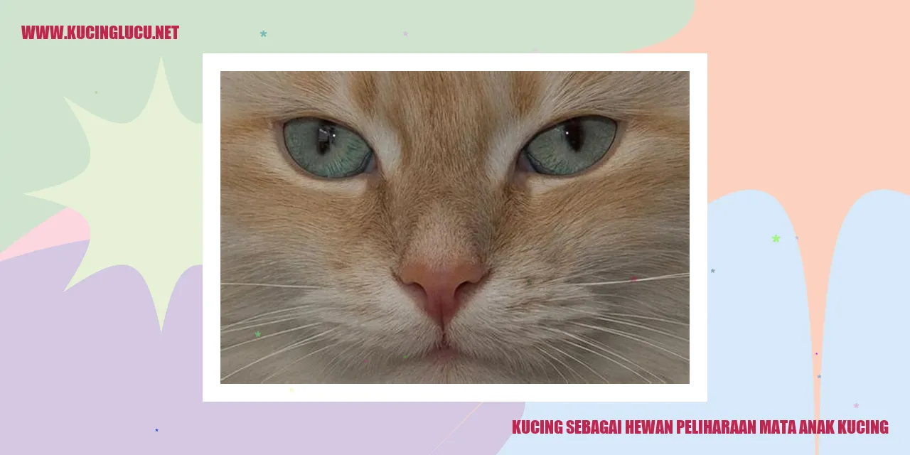 gambar hewan kucing yang lucu