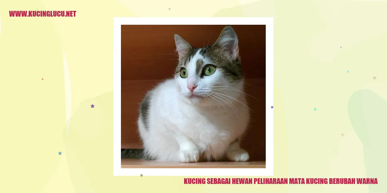 Kucing dengan kemampuan mata berubah warna