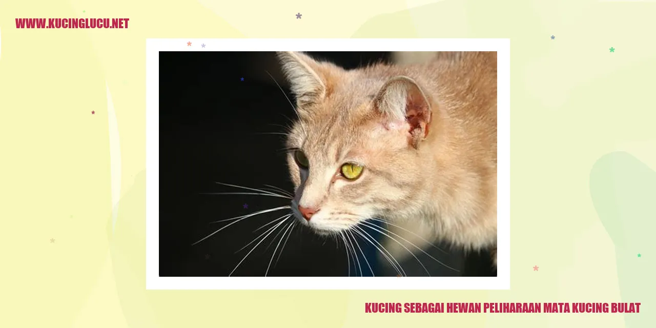 Gambar Kucing