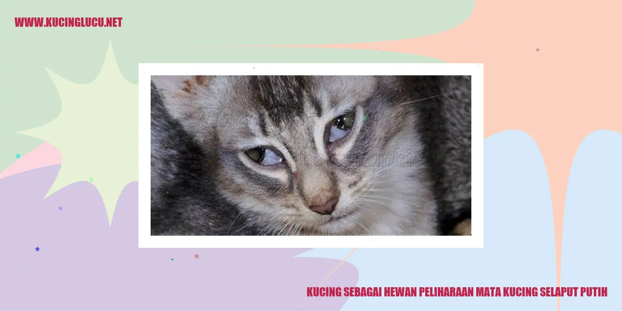 Kucing dengan mata kucing selaput putih