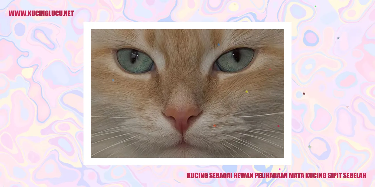 Gambar kucing dengan mata sipit sebelah