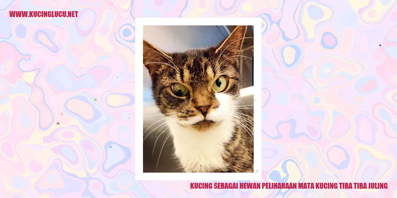 Kucing dengan Mata Melengkung