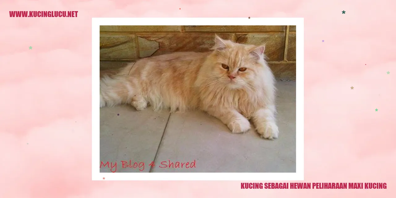 Kucing jenis Maxi sebagai Hewan Peliharaan