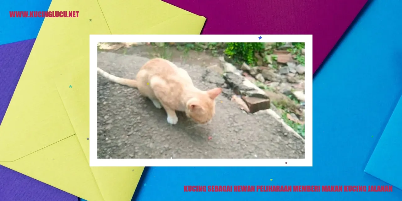 Kucing sebagai Hewan Peliharaan memberi makan kucing jalanan