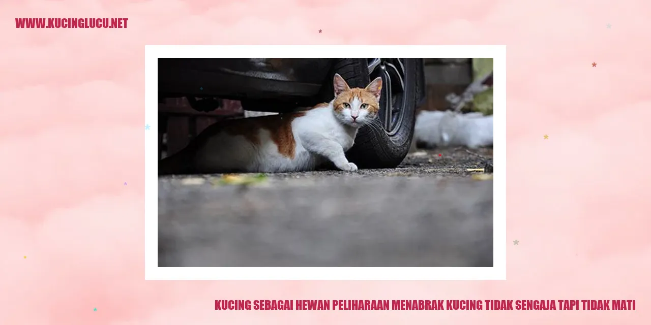 Kucing sebagai Hewan Peliharaan menabrak kucing tidak sengaja tapi tidak mati