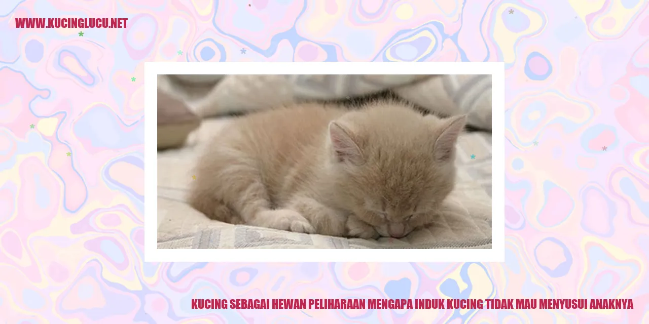 Gambar Kucing