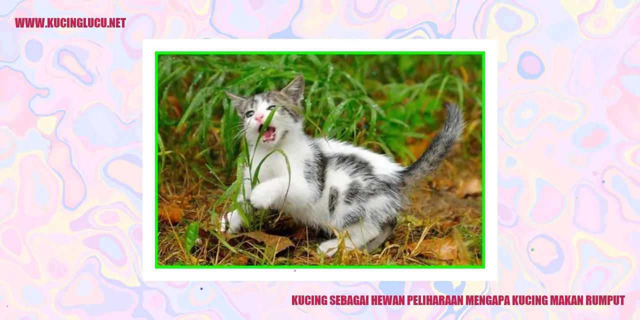 Kucing makan rumput