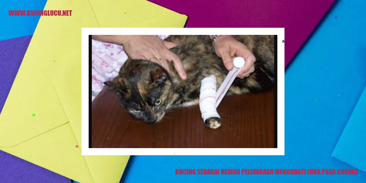 kucing mengobati luka