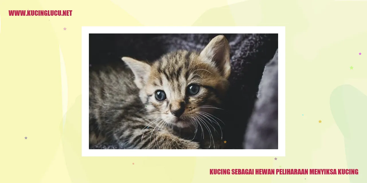 Kucing sebagai Hewan Peliharaan menyiksa kucing