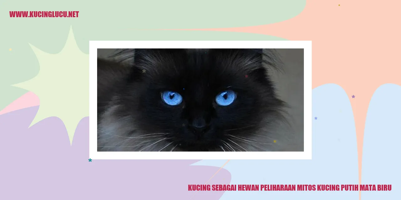 Kucing putih mata biru