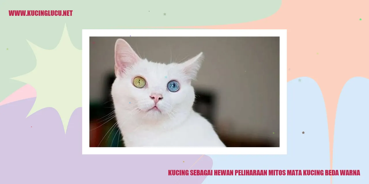 Gambar Kucing dengan Mata Beda Warna