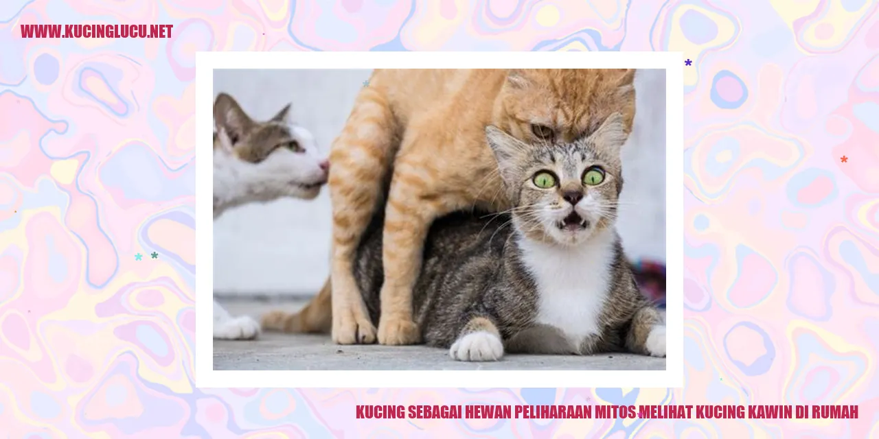 kucing kawin