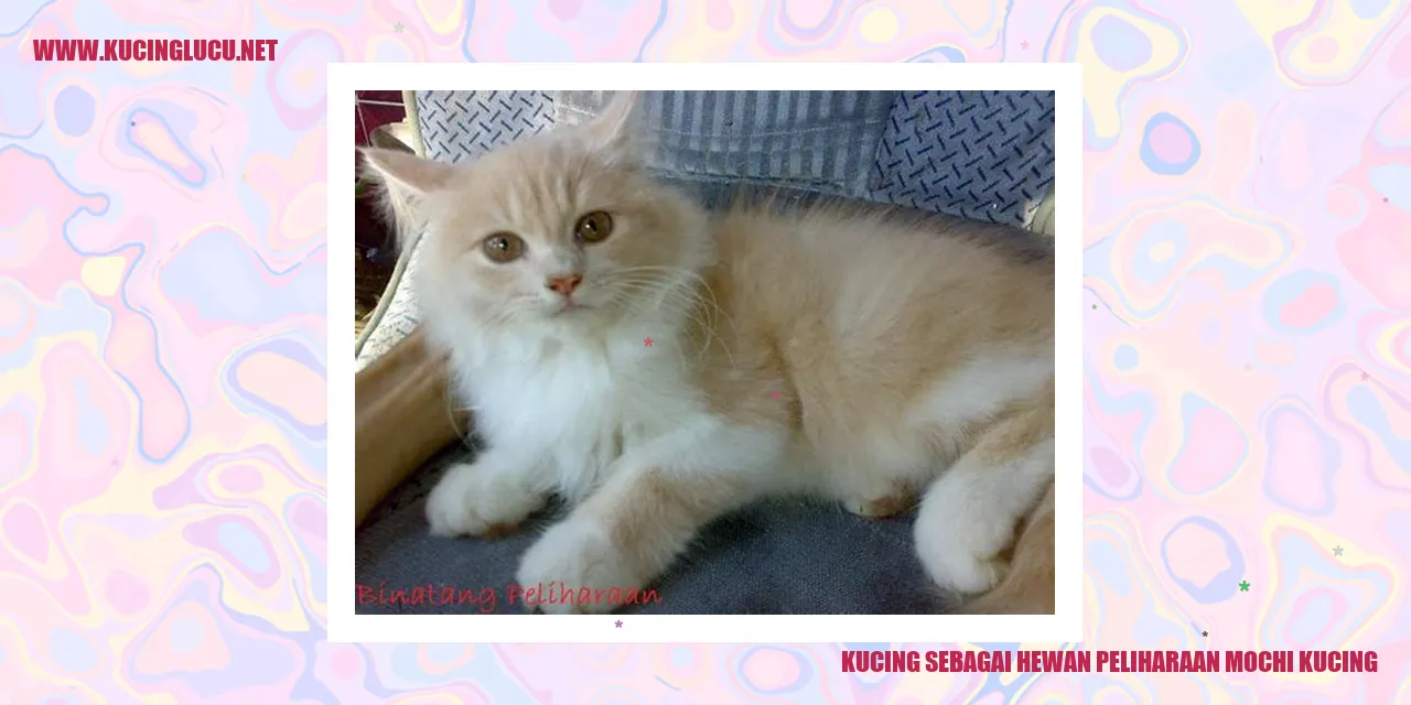 Mochi Kucing - Foto oleh: Bing