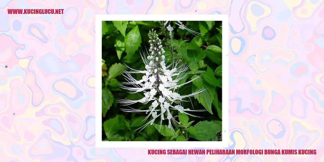 Kucing sebagai Hewan Peliharaan morfologi bunga kumis kucing