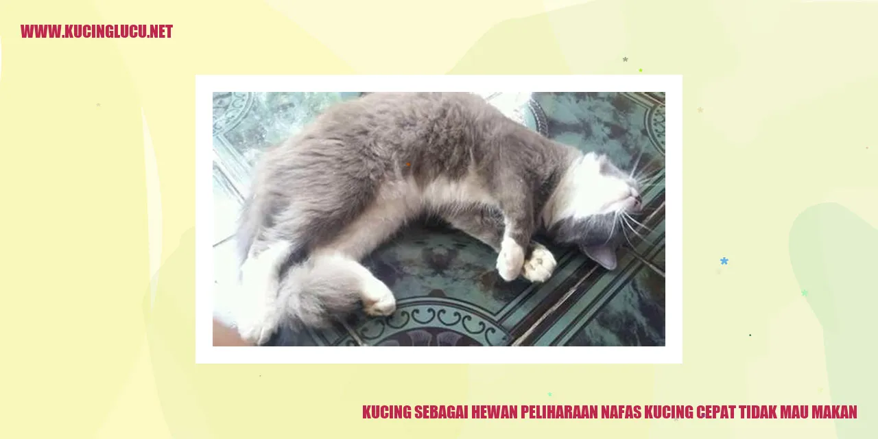 Gambar kucing