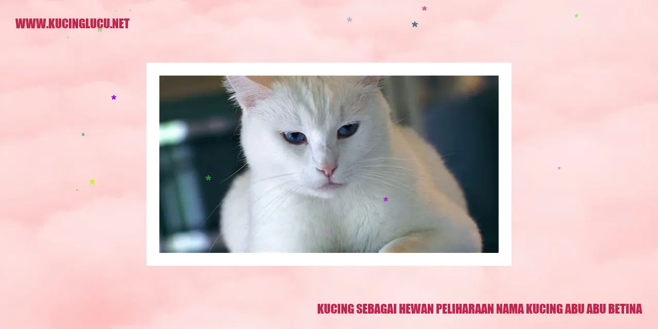 Gambar kucing Abu-abu Betina yang cantik