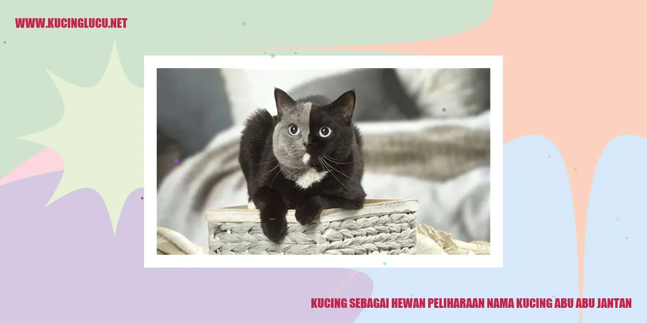 Gambar Kucing Abu-Abu Jantan