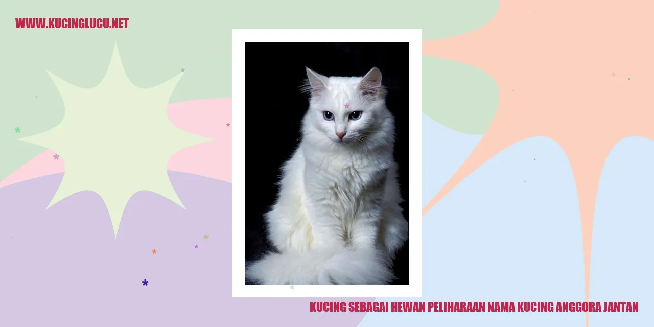 Potret pesona kucing anggora jantan