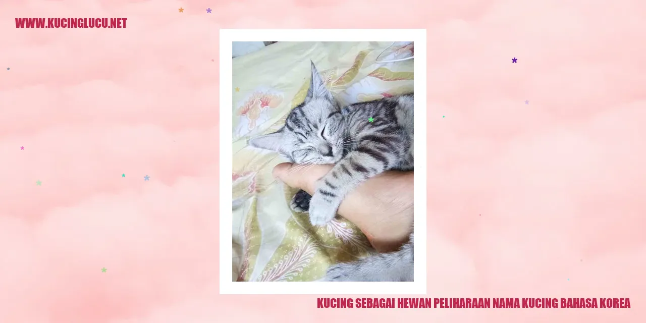 gambar kucing