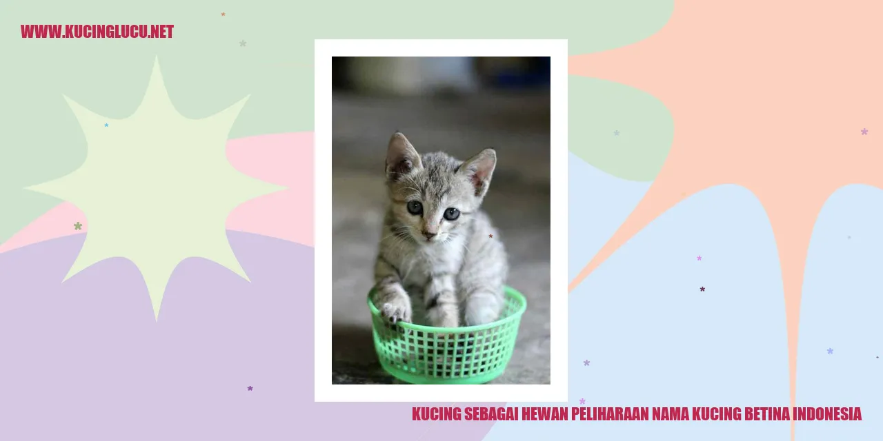Kucing Betina Indonesia