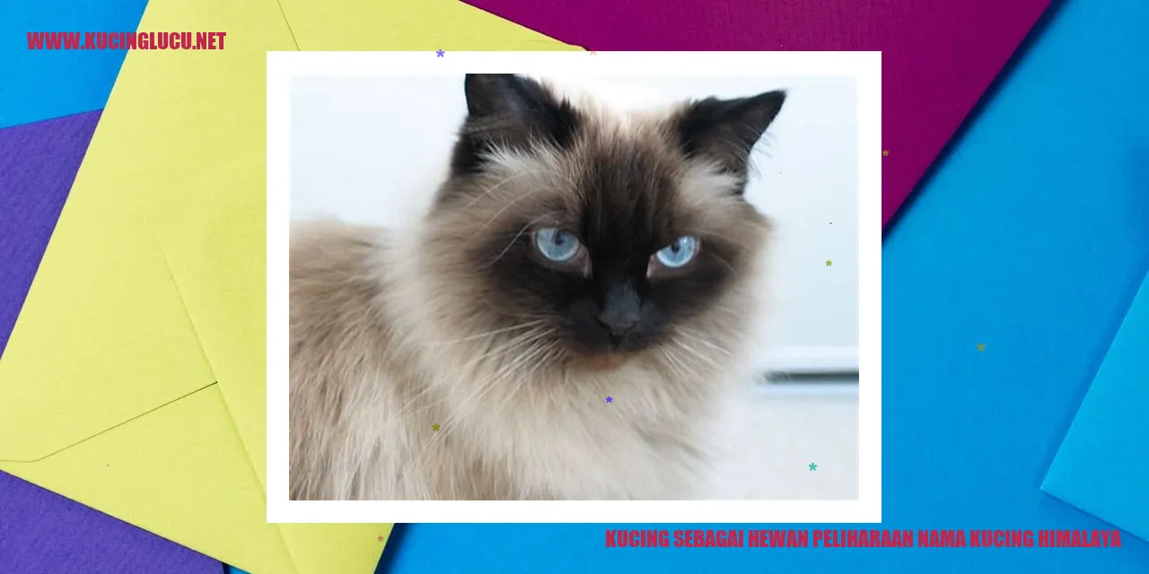 Kucing Himalaya
