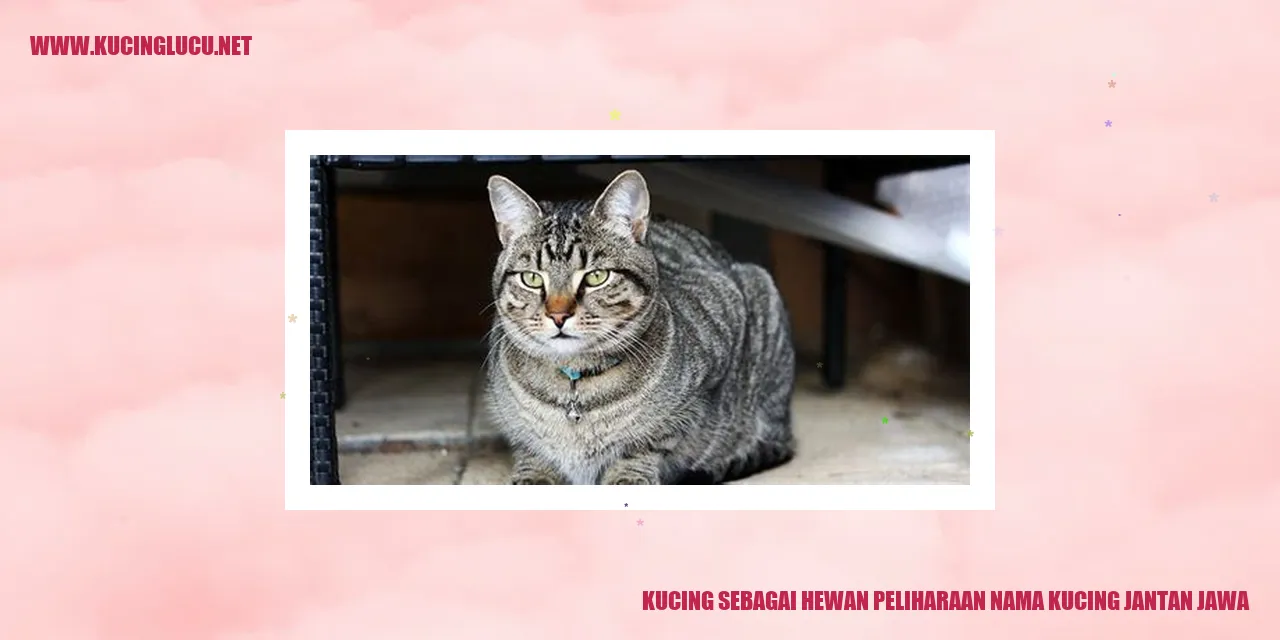 Gambar Kucing