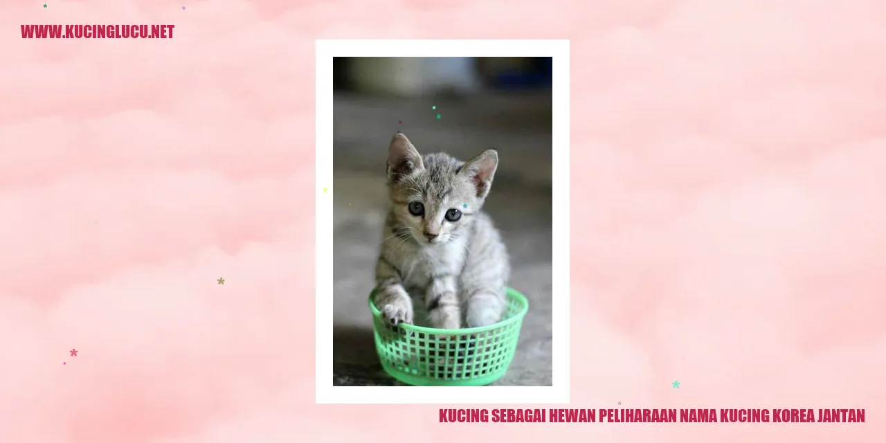 Gambar Kucing Korea Jantan