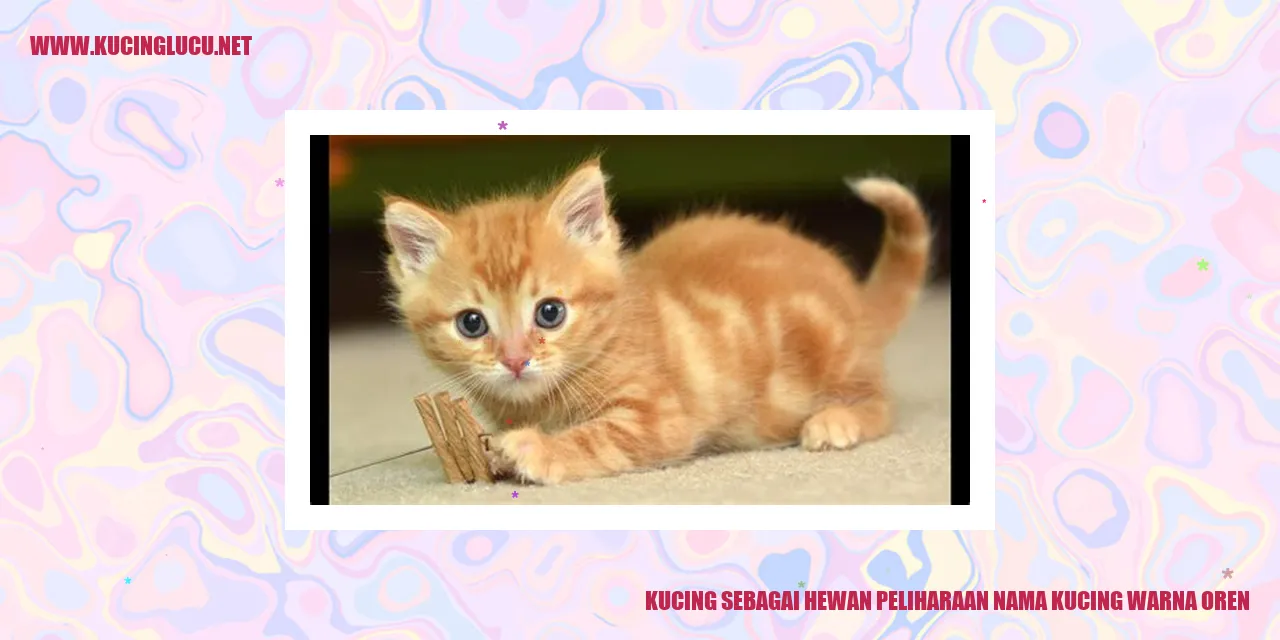Kucing warna oren