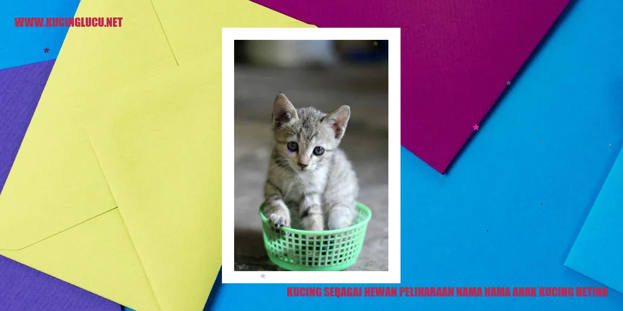 Gambar anak kucing betina