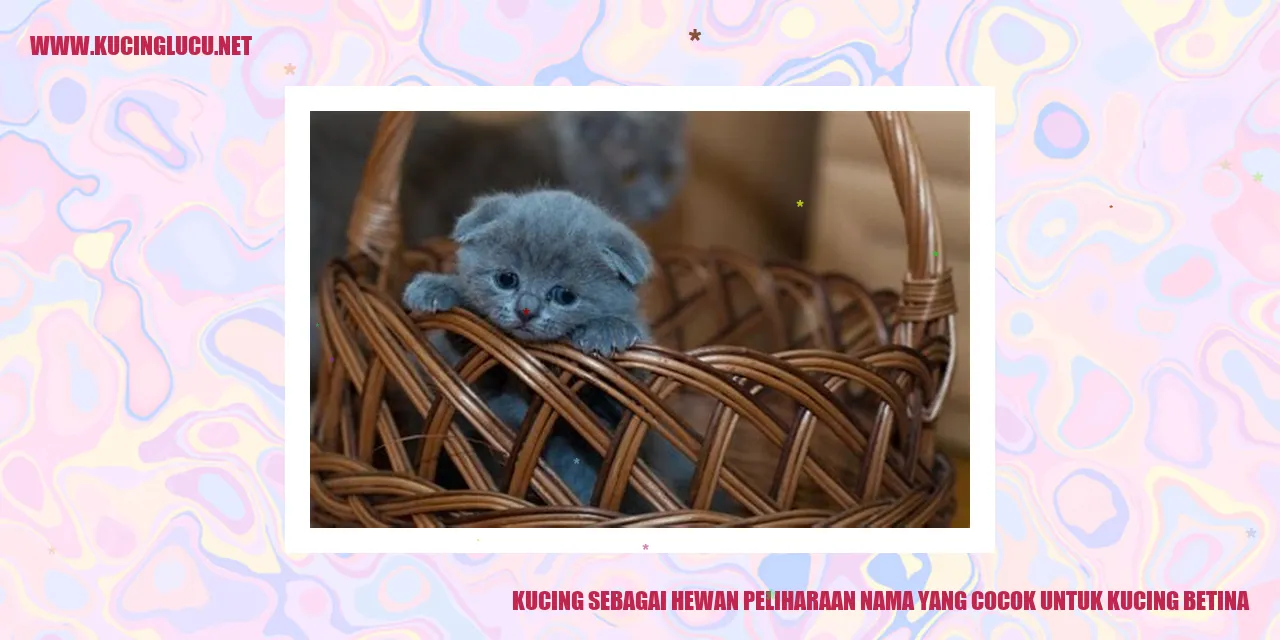 Gambar Kucing