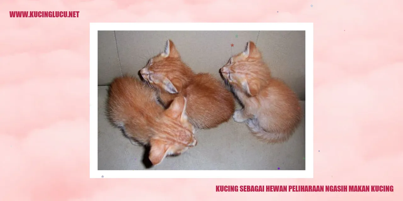 Kucing sedang makan