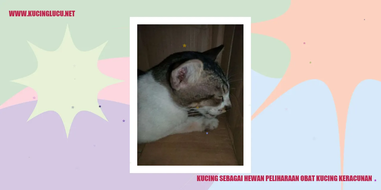 gambar kucing