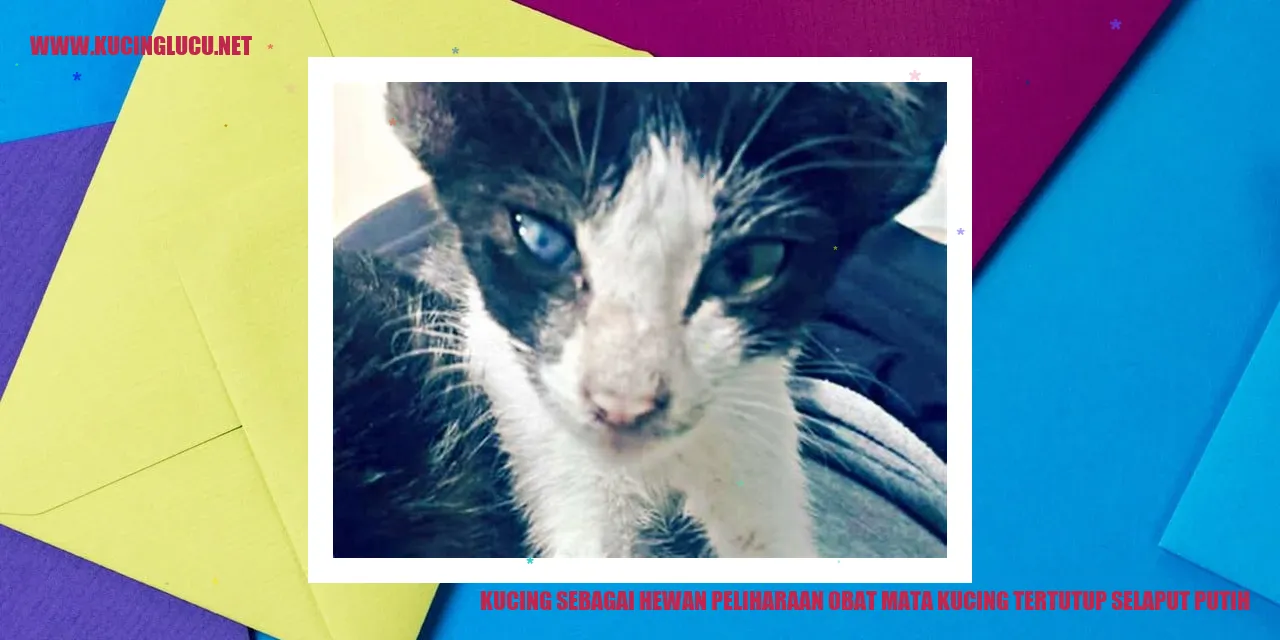 Kucing dengan mata tertutup selaput putih