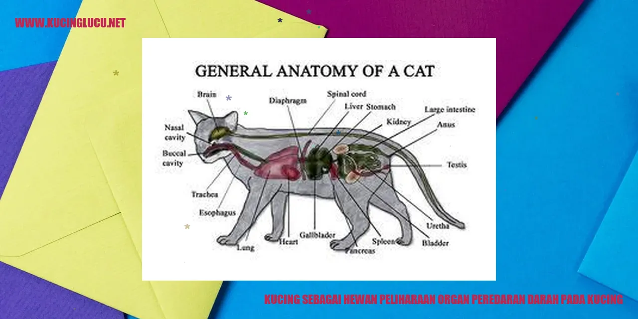 Kucing sebagai Hewan Peliharaan organ peredaran darah pada kucing